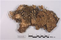 藏品(肺衣屬)的圖片